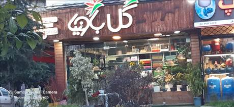 گل باونیا